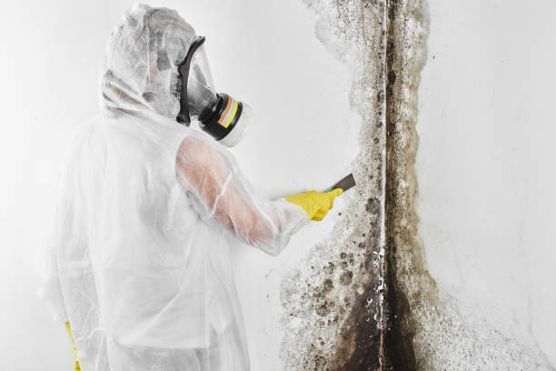 Best Commercial Mold Removal  in Red Boiling Springs, TN