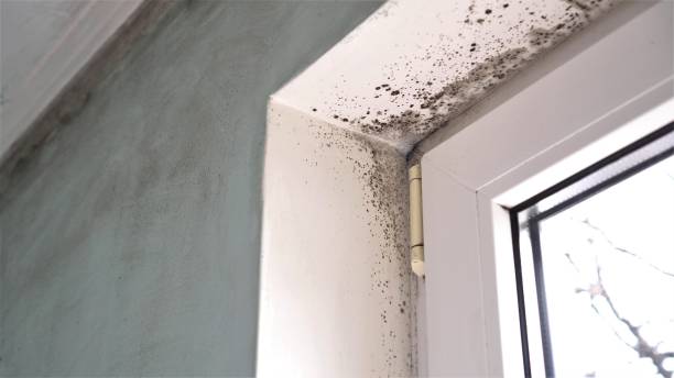 Office Mold Removal Services in Red Boiling Springs, TN