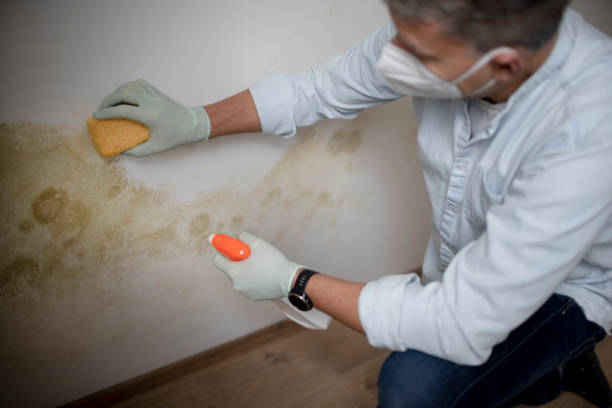 Best Mold Remediation  in Red Boiling Springs, TN