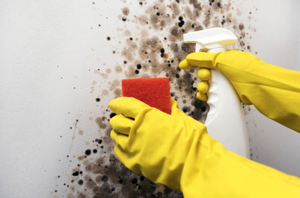 Best Attic Mold Removal  in Red Boiling Springs, TN