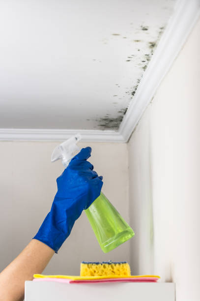 Best Emergency Mold Removal  in Red Boiling Springs, TN